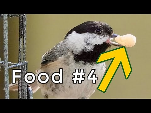 8 Foods That Attract Chickadees To Bird Feeders! (Have you tried #7?)
