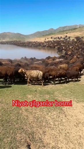 Siz uchun azizlar