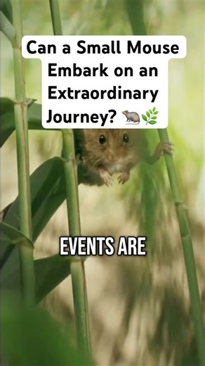 Can a Small Mouse Embark on an Extraordinary Adventure? 🐁🌿 #wildlife #nature #mouse