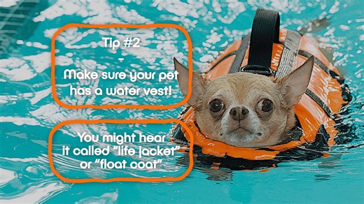 1.3K views · 12 reactions | Vet Tech Eddie tells us about how to keep our pets safe around water. | Albuquerque Animal Welfare | Facebook