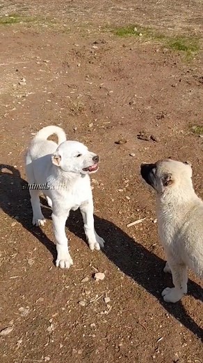 Alabai Turkish Kangal Mix: The Mighty Dogs in Action