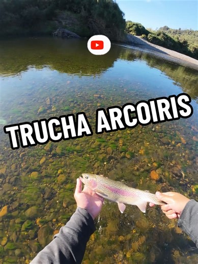 Trucha arcoiris a que se debera ese pigmento verde? sera por las micro algas? #charlaenvivodelapesca #pesca #truchas #chiloe