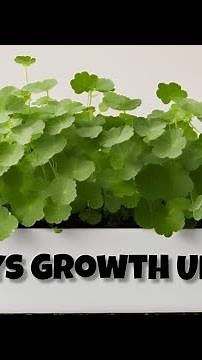 Growing Pennywort: See the Stunning 30-Day Transformation!