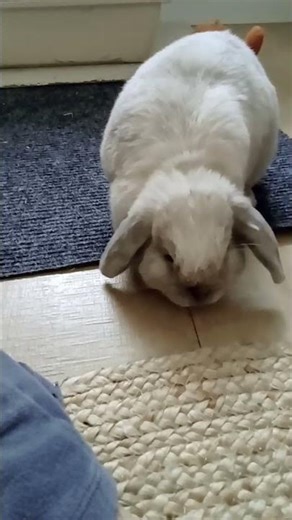 relax with my bunny Bingo 😴