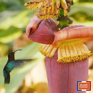 Les bananeraies de Guadeloupe et de Martinique constituent un refuge à de nombreuses espèces d’oiseaux. On peut y observer le Sucrier à ventre jaune, le Quiscale merle, le colibri Madère, le Sporophile rouge gorge... 🐦 | Banane de Guadeloupe & Martinique
