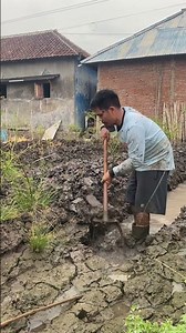 Turning wet land into dry land #agriculture #farmers #rice fields #young farmers