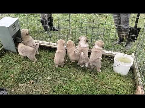 Basics of raising guardian puppies.