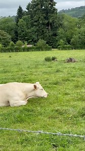 34K views · 777 reactions | ÉLEVAGE EN PLEIN AIR ! Élevage extensif dans les prairies pour ces vaches de race charolaise. Ici à Matour (Saône-et-Loire–France). Des animaux plus heureux et moins stressés. Images : Jean-noel Deparis | La Place du Village | Facebook