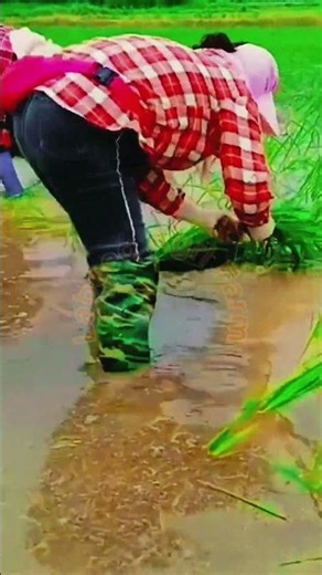 Collaborative Paddy Field Planting and Terrace Cultivation Technique 🌾💧🌱✨