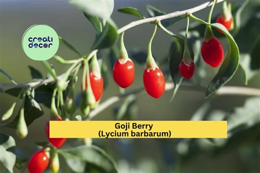 Goji Berry Wolfberry Cuttings | 10 Thin Stem Cuttings | Live Lycium Barbarum Fruiting Shrub for Rooting or Propagation - Etsy