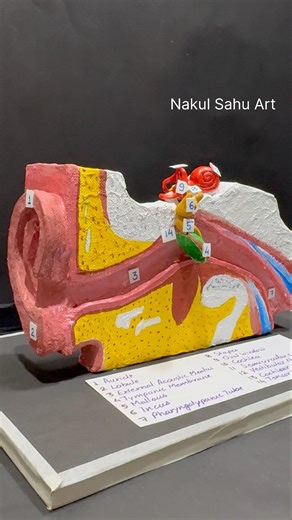 Ear 3 d model from cardboard #shortsfeed Nakul Sahu Art