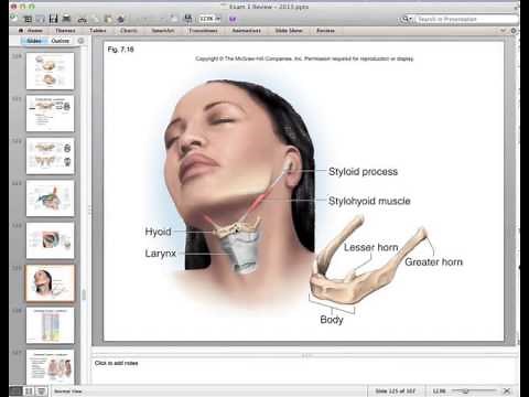Anatomy Exam 1 Review, Chapters 7-9