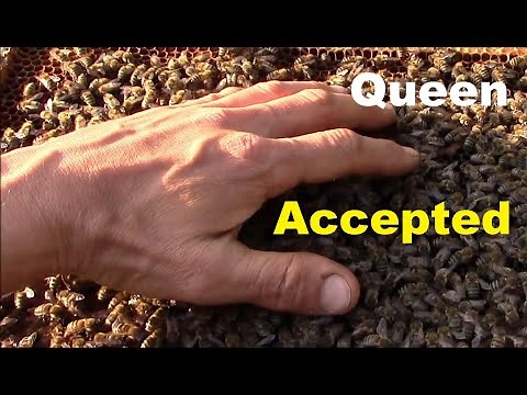 How Bees Beehave When They Accept the New Queen
