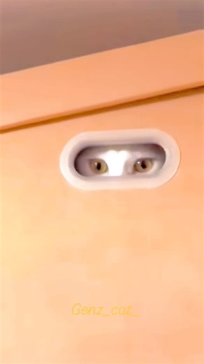 GenZ Cat on Instagram: "🤣 #catsofinstagram #cat #catlover #cute #instacat"