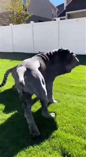 Big Mastiff vs Jaguar: You Won’t Believe What Happens! 😱