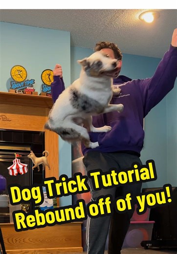 How to Teach Your Dog a Rebound Trick