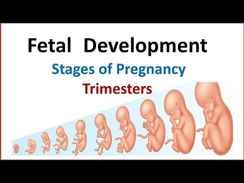 Fetal development | Gastation | Trimester | pregnancy week by week | Stages in pregnancy