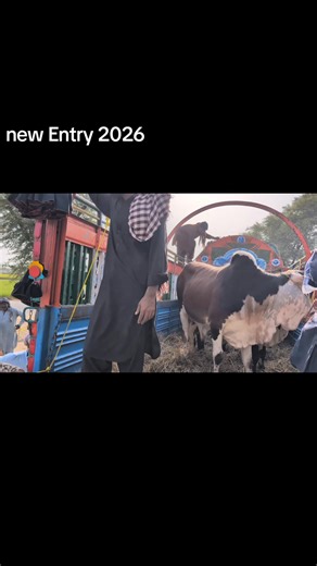 #season 03236007771 | Al Khizra Cattle Farm