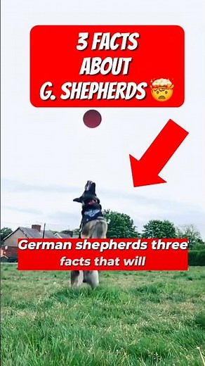 German Shepherds: 3 FACTS That Will SHOCK You!? 🤯