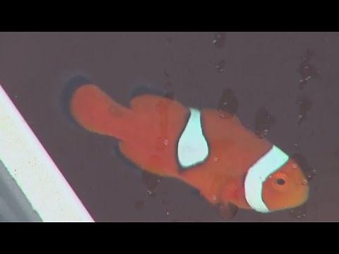 Florida’s booming aquaculture business