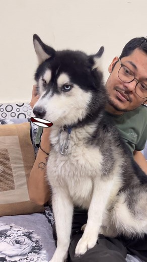 187K views · 8.2K reactions | You can’t stop us #reel #dog #husky Review Reloaded | Review Reloaded | Facebook