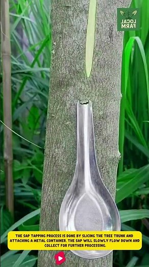 The sap tapping process is done by slicing the tree trunk and attaching a metal container