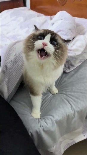 Funniest Cats and Dogs videos of the week try not to laugh 😂 #cat #funny #pets #funnycats