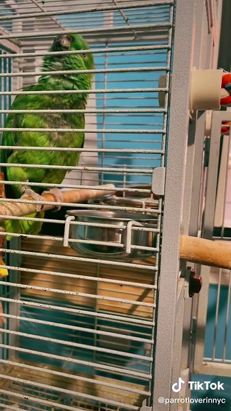 My amazon parrot talking. #parrots #talkingbirds #amazonparrot #parrotlover #foryoupage #parrotsoftiktok #parrotsworld #bangladeshi #nyc