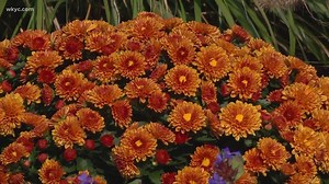 How to pick and plant Fall mums
