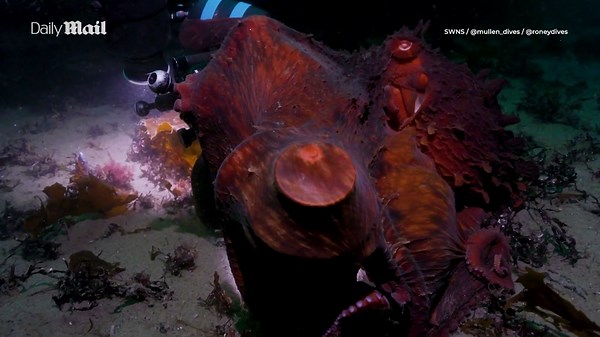 Divers left stunned after giant octopus takes a selfie