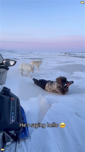 The Animal Assignment System Picked Me! 😭🥰 #photo #animals#cute #pet#funny#funnyvideo#fyp