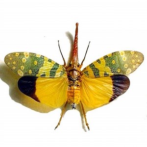 Pyrops - Alchetron, The Free Social Encyclopedia