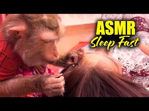 No Talking Monkey ASMR | Hair Picking With A Soft TINGLY Sound To SLEEP FAST