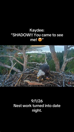 Shadow came to check on the nest renovations… and somehow ended up on a date. Kaydee has apparently decided nest work is better with kisses, flirting, a little feather nibbling, and absolutely ZERO mansplaining of her stick-placement technique. I don’t know if Shadow is more impressed with her work or with her persistence, but these two were definitely vibin’ at the nest tonight. #ShadowAndKaydee #BigBearEagles #nestcam #BaldEagles #kaydee