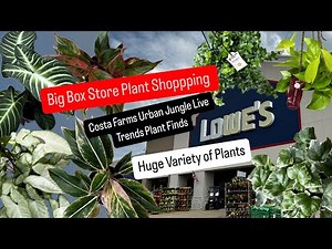Big Box Store Plant Shopping Costa Farms Urban Jungle Live Trends Plants at Lowe's Fall Season Plant