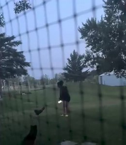 2.8K views · 103 reactions | Si un Gallo no te dio una Verg@uiza te faltó Barrio  | Jaimote Piedropolis | Facebook