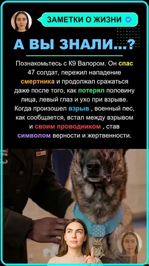 К9 Валор: Пес Герой, Спавший Десятки Жизней