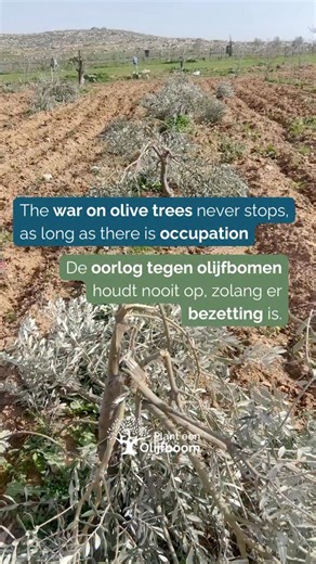 Plant een Olijfboom on Instagram: "Elk jaar, al decennialang, vernietigt de bezetting levens, huizen en ook olijfbomen. Mensen vragen zich dan vaak al snel af of het wel zin heeft om bomen te planten als de bezetting ze toch vernietigt. Het korte antwoord is: Ja, dat is enorm zinvol en belangrijk. Dit is waarom: Er is geen rechtvaardigheid onder bezetting, en er zijn dus ook geen garanties. Het is niet zo dat wij bomen kunnen beschermen tegen aanvallen van kolonisten. Net zoals wij mensenlevens 