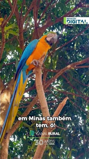 Fisherman delighted by rare encounter with macaw in Minas Gerais