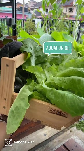 Aquaponics System: Grow Fish and Vegetables Together