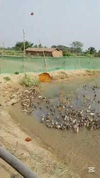 This is the best and secret information about ducks!!THAT anyone never tells abou it (never give up)