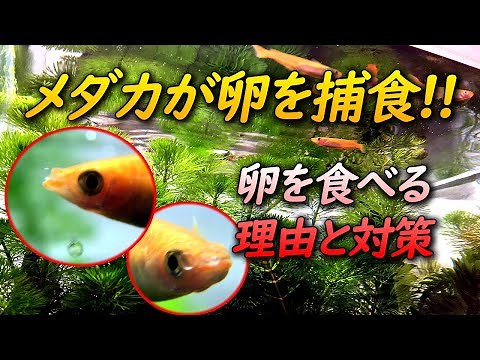 親メダカが卵を食べる理由【室内飼育での繁殖時期は特に注意と対策が必要】