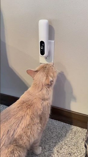 Cat Calming Diffuser Review 🐱✨ | Zesty Paws Plug-In Starter Kit