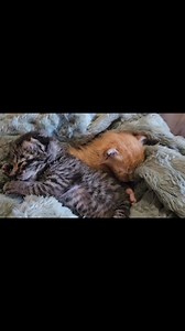 Is there anything cuter than a tiny baby cleaning it’s even tinier feet? Rescue is hard but these moments make it amazing. #tinyfeet #baby #rescue #cute #kitten #catlover #foryou | Itty Bitty Kitty Committee Cat Rescue