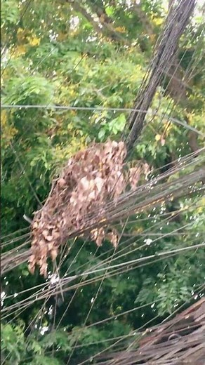 Narra Tree Flowering Season, Philippines National Tree