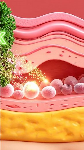 Illustration of human skin layers, showing healthy skin cells and skin regeneration