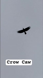 Crow cawing