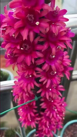 Breathtaking Cactus Flower Blooming – Nature’s Magic! 🌸🌵