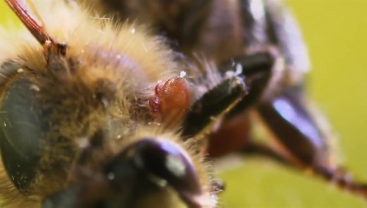 UBC bee research breakthrough