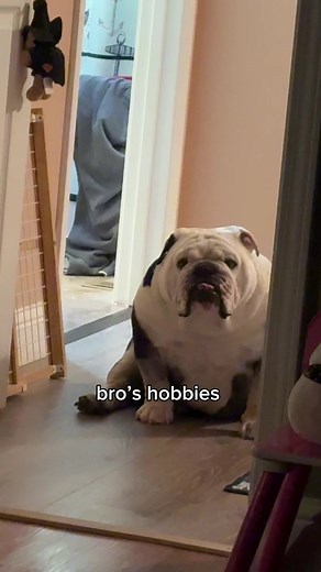 English Bulldog Odie: Discover My Bro's Favorite Hobby